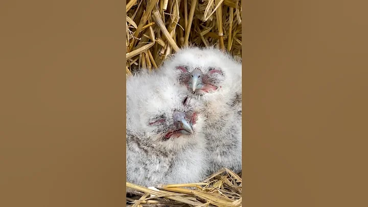 Hopeful Owl Mom Fosters Two Abandoned Chicks l The Dodo