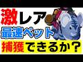 【七つの大罪オリジン】激レアペット捕獲に挑戦！出現場所、出現条件など解説しながらゲットチャレンジします。【ナナオリ origin】