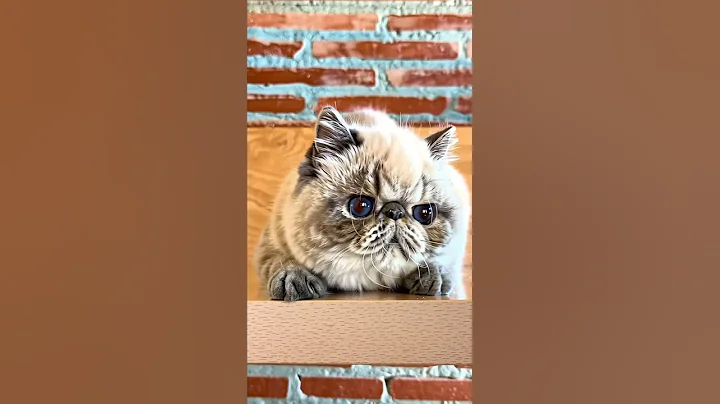 Video 11617771: exotic shorthair cat, exotic shorthair blue