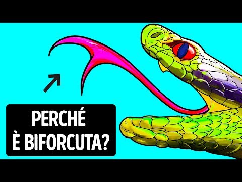 Video: Perché I Serpenti Usano La Lingua?