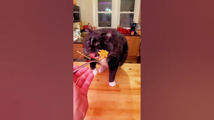 Watch the video about Tuxedo cat 🤣🤣🤣 #funny #cat #foryou