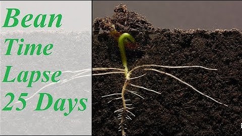Bean TimeLapse - 25 Days I Soil Cross Section
