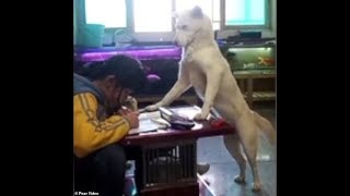 Father trains pet dog to 'supervise' daughter as she does homework-video went viral by surprising but true 1,505 views 5 years ago 47 seconds