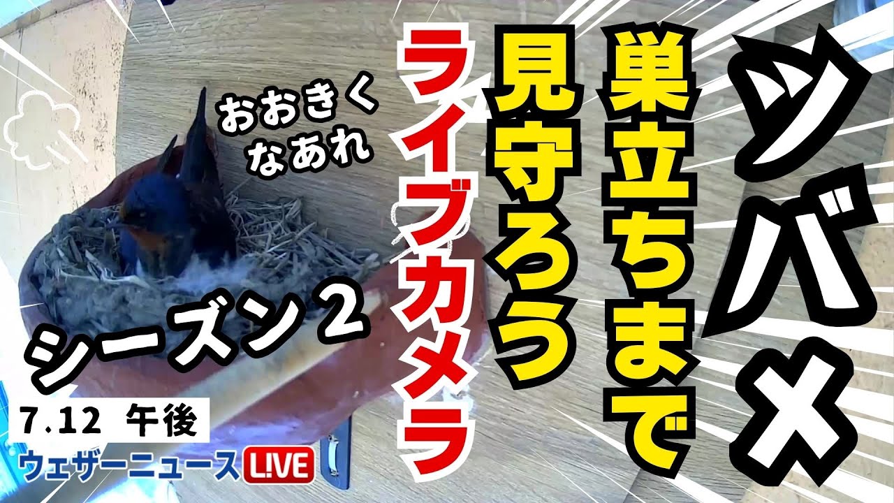 LiVE】帰ってきた！ツバメの巣立ちを見守ろうライブカメラ Season2