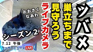 LiVE】帰ってきた！ツバメの巣立ちを見守ろうライブカメラ Season2