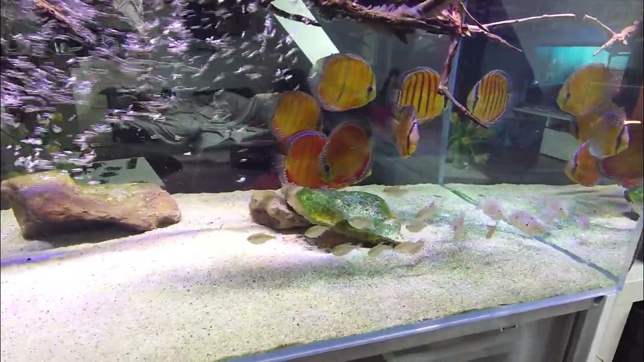 Discus Wild water changes 200L osmose water (RODI system) for a 550L aquarium (+tap water, salts