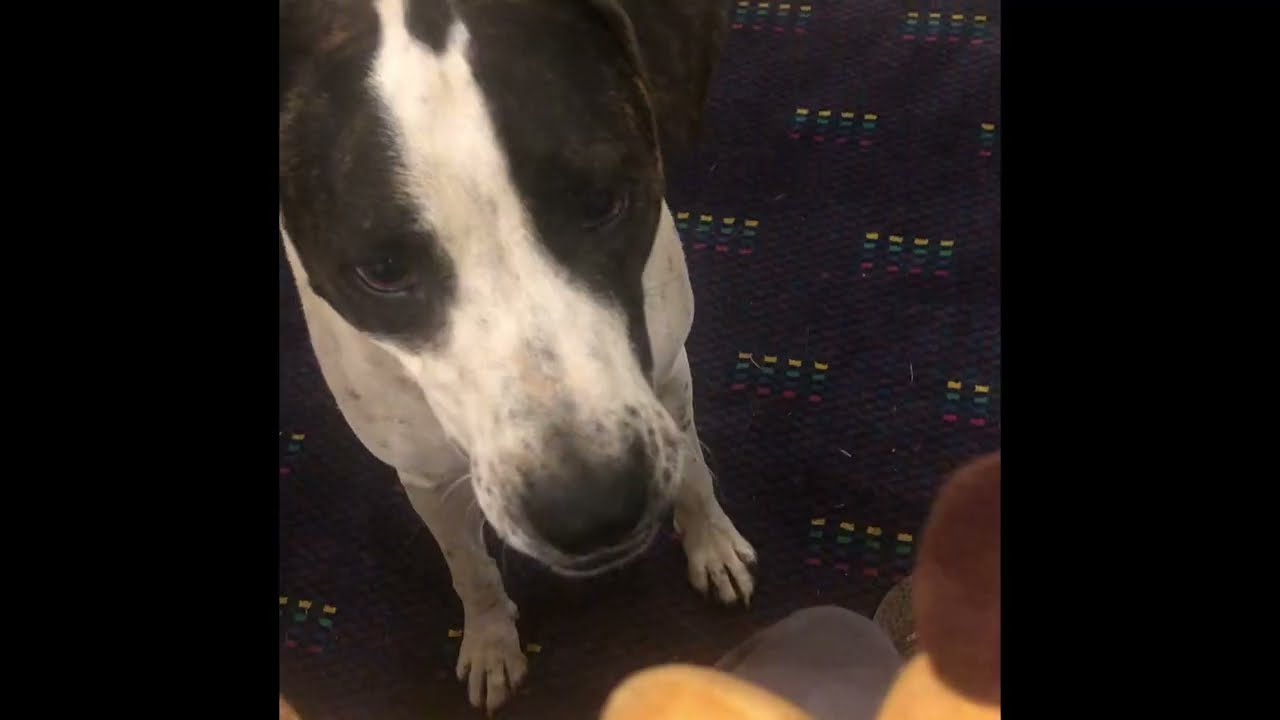 New squeaky toys for Christmas 🎄 