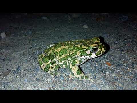 ბაყაყი გამეჩითა ეზოში :) green frog
