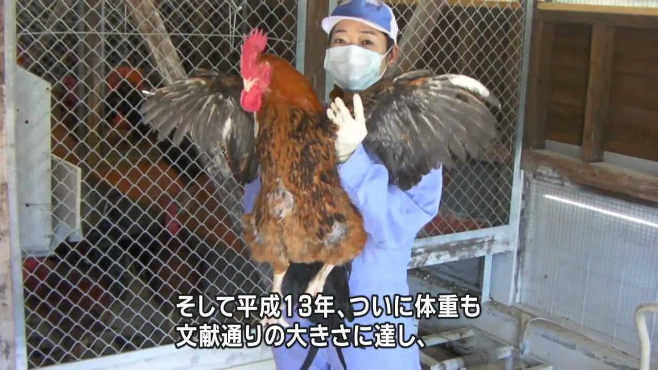 日本最大級 熊本が誇る幻の地鶏 天草大王物語 Youtube