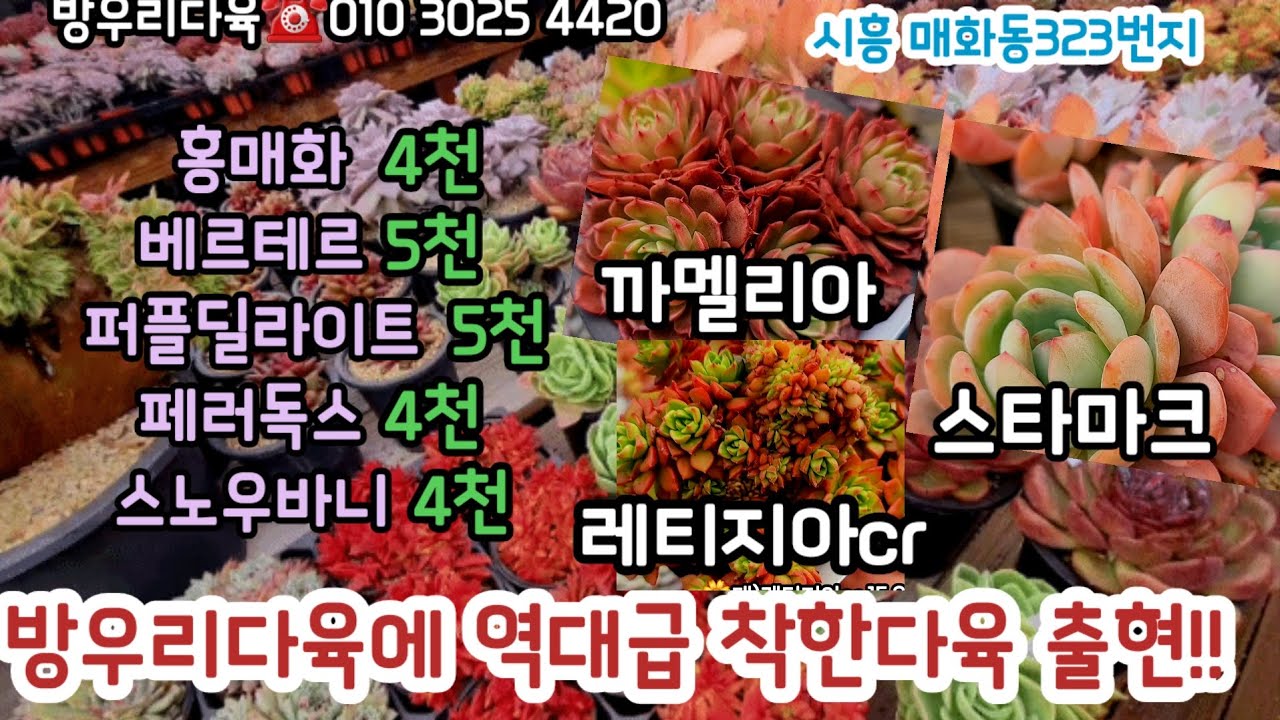 방우리다육 봄신상 군생 착한다육 입고 4천5천 득템#초보다육 #다육쇼핑