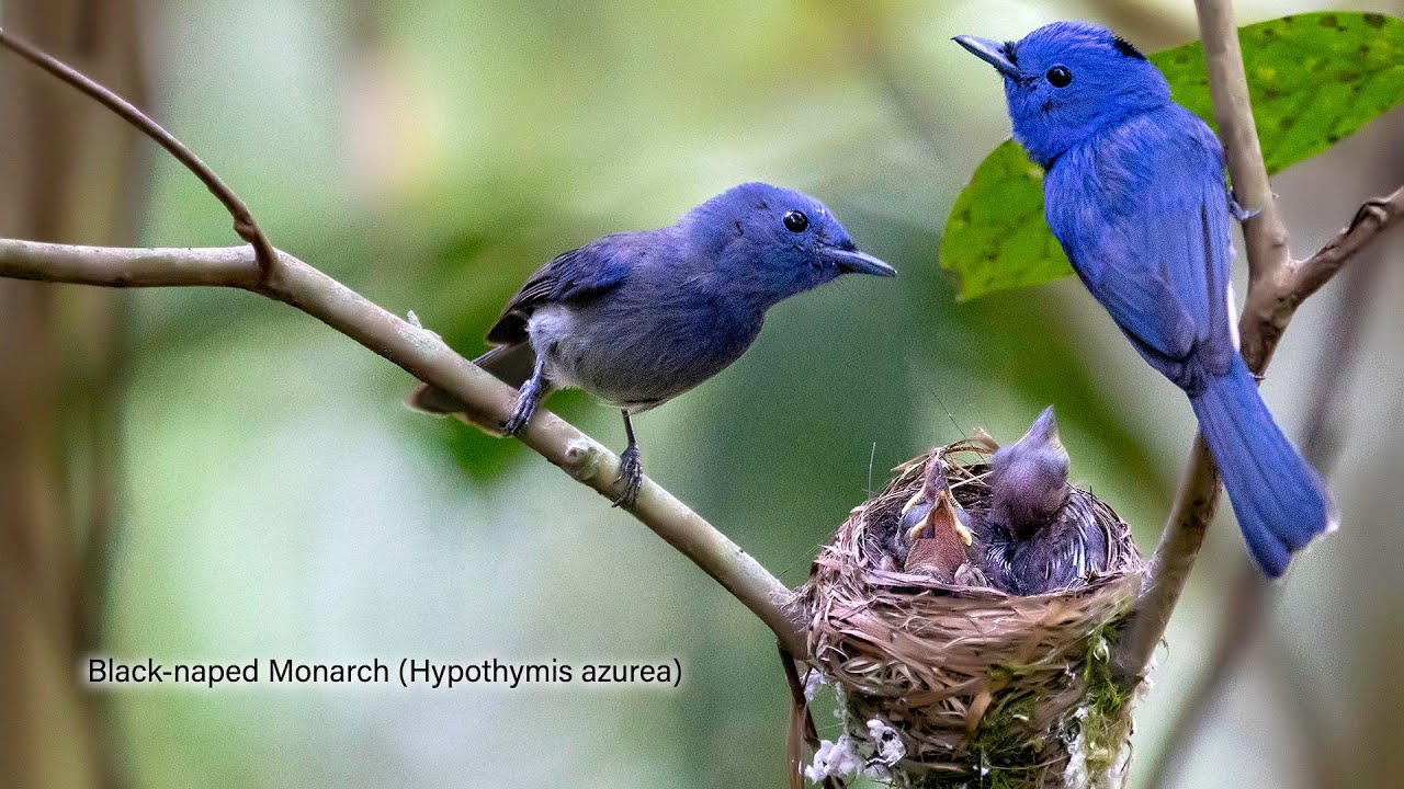 Black-naped Monarch (Hypothymis azurea) 8K - YouTube
