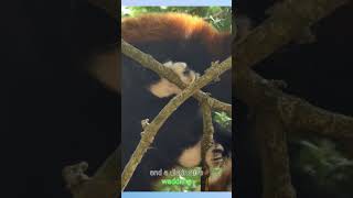 Discover the Red Panda  Habitat, Characteristics, and Conservation The Red Panda Characteristics Habitat Diet And More