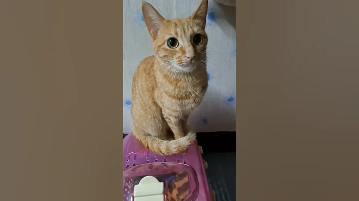 Watch the video about My Cat #Twinkle #viralshort #viralvideo #cat #catlover #cutecat #funny #animals