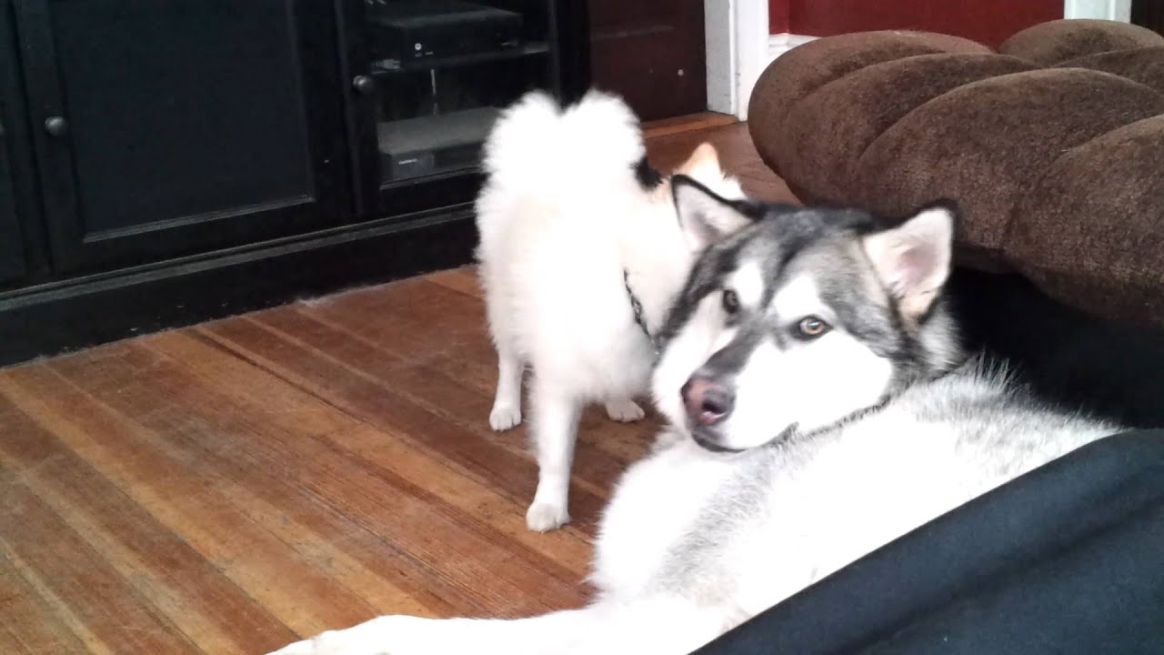 Pomeranian Vs Malamute With Roundhouse Kicks To The Face Youtube