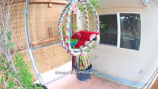 5-9-24 5 Macaws Outdoor Aviary Afternoon