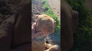 Big Red Golden Chow Cattle Mix Trail Snuggles