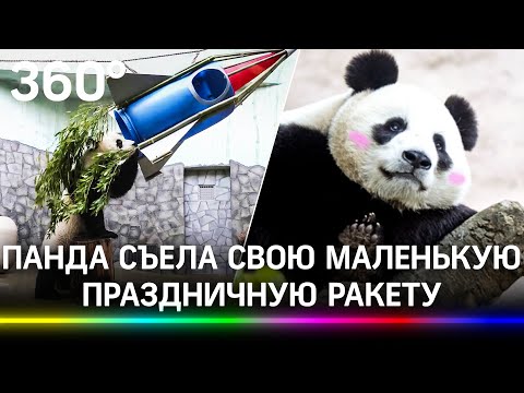 Панда из московского зоопарка едва не улетела в космос, но съела свой корабль