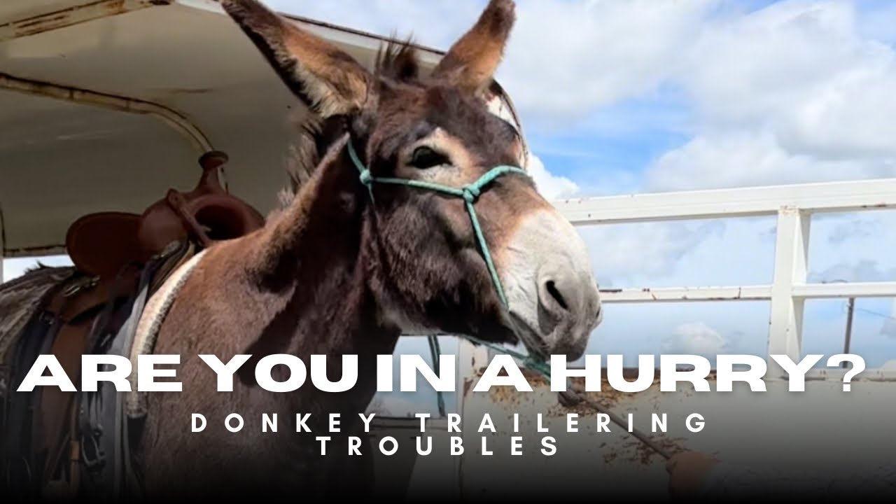 Stubborn Donkey Refuses To Leave Trailer - YouTube