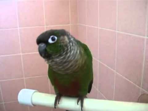 Green Cheek talking in the shower (annotated)