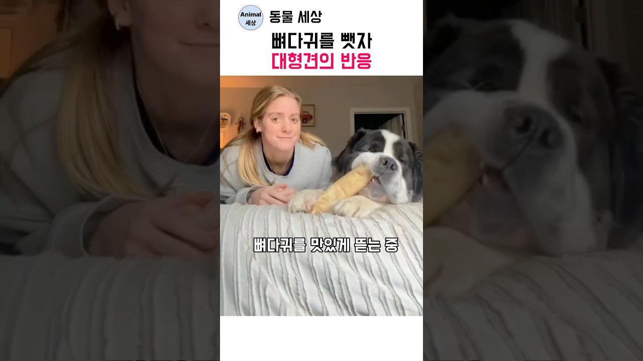 뼈다귀를 뺏자 대형견의 반응