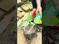 Grow  Brinjal 🍆 in plastic pouch #homegardening #gardening #biofertilizer #farming #nature