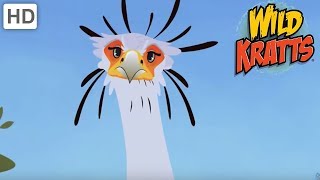 Wild Kratts  Raptors, The Hunter Birds | Kids Videos