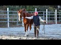 Are You Making Your Horse More Anxious?