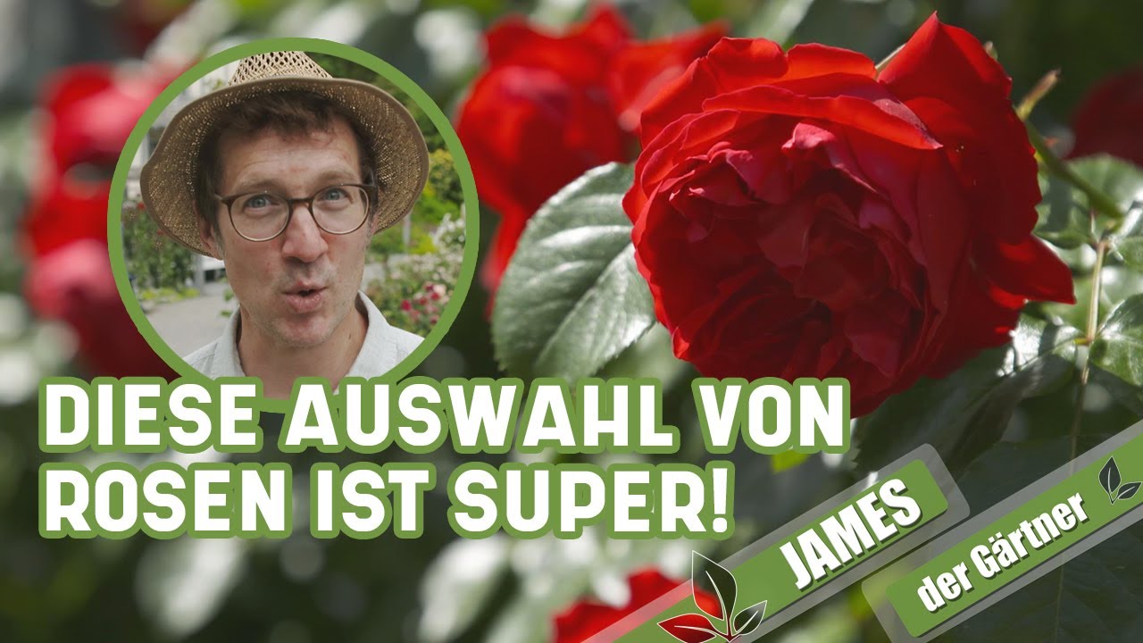 Welche Rose ist die richtige für meinen Garten? | MDR Garten