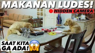 PARAH !! KELAKUAN PUPPIES DISAAT KITA GA ADA  THE GOLDEN FAMILY