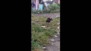 TARUNG BEBAS kapok ya!!