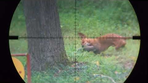 Squirrel Hunting PCP FX Impact .30 Air Rifle Demolitia  Airgun Pesting  Slow Motion FX Airguns