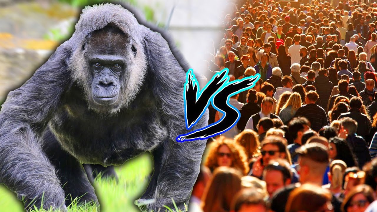 251 Million Views Over 1 Gorilla VS 100 Humans - YouTube