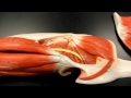 MUSCULAR SYSTEM ANATOMY: Gluteal region muscles model description. Somso