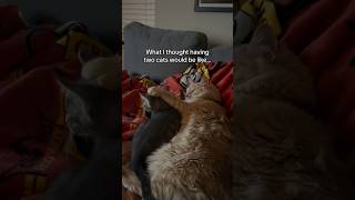 MUST WATCH BEFORE GETTING A SECOND CAT #cats #cat #funnycats #kitten