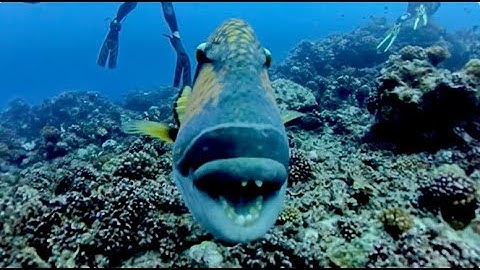 I got attacked by a fish out of NOWHERE 😳🐟