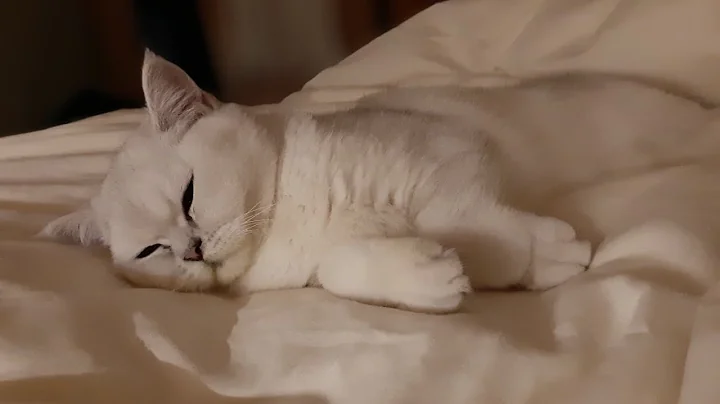 Video 731481: kitten british kitty, baby british kittens, silver shaded british