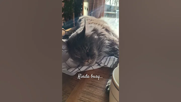 Video 11859831: mainecoon cat funnycat, mainecoon cat funny, home mainecoon