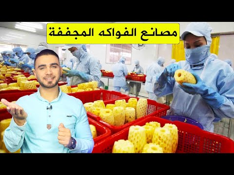 كيف تصنع الفواكه المجففة في المصانع مصانع عملاقة