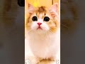 #CuteCats#FunnyCats#CatVideos#CatsOfYoutube#AdorableCats#CatLovers#Meow#CatLife#KittenVideos