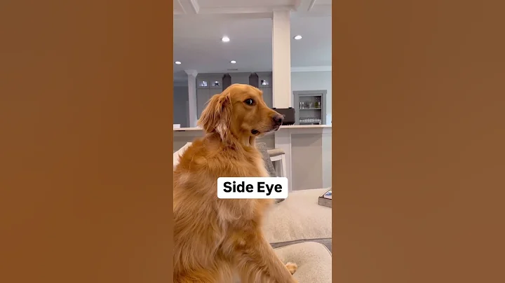 Owning a golden retriever is tough! ￼