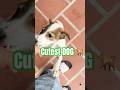 Cutest Tiny  DOG Reaction#dog #puppy #shorts