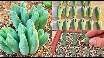 How to propagate conophytums