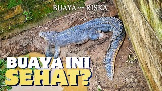 IS THE CONDITION OF BALIKPAPAN'S BARNA CROCODILE ACTUALLY NORMAL?