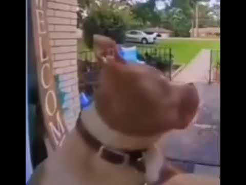 Собака звонит в домофон мем