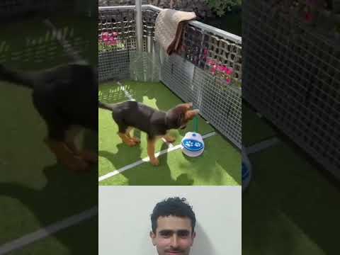 الماء يتطاير والكلب يقفز وكأنه يحتفل بالحياة لايك اشتراك متابعه 