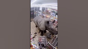 Rhino breaks into a shop and destroys everything! 🦏💥 #Rhino #WildLife #Funny #Shorts #Viral”