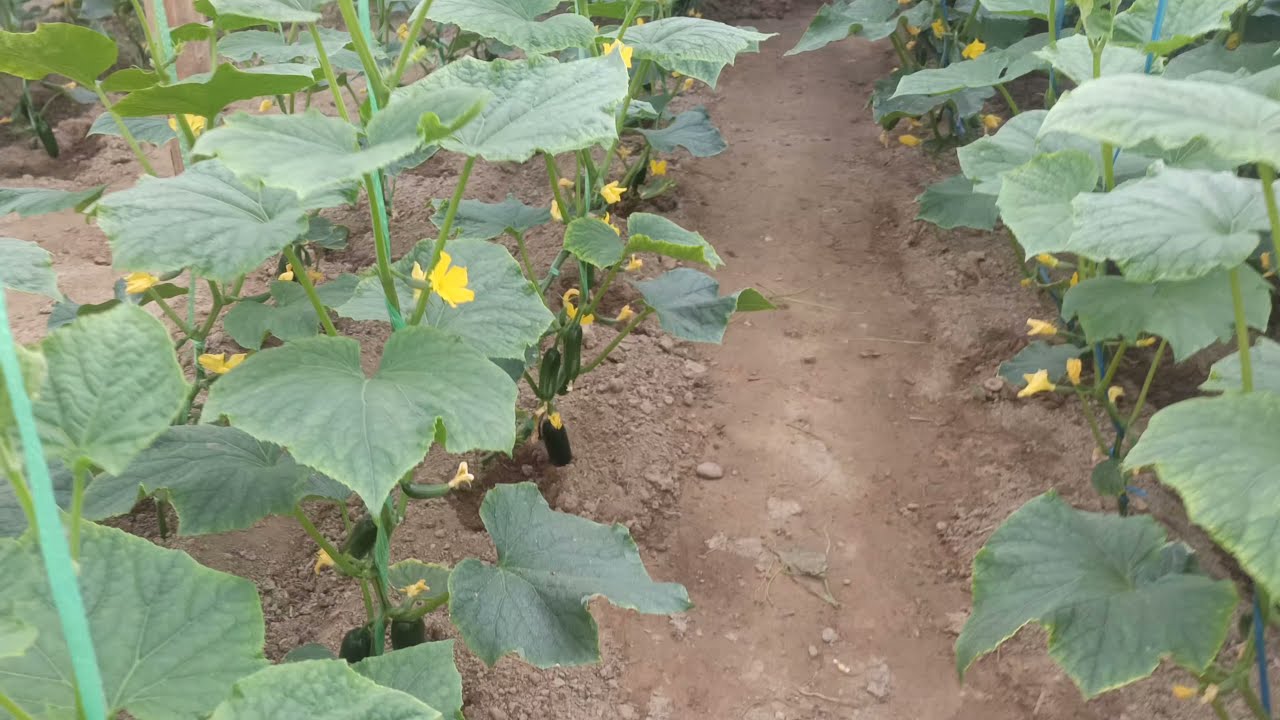 #бодринг пишди#палник#теплица