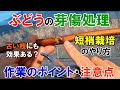 【ぶどうの芽傷処理】短梢栽培のやり方 「なぜ発芽率が上がるのか?」作業のポイントと注意点を解説