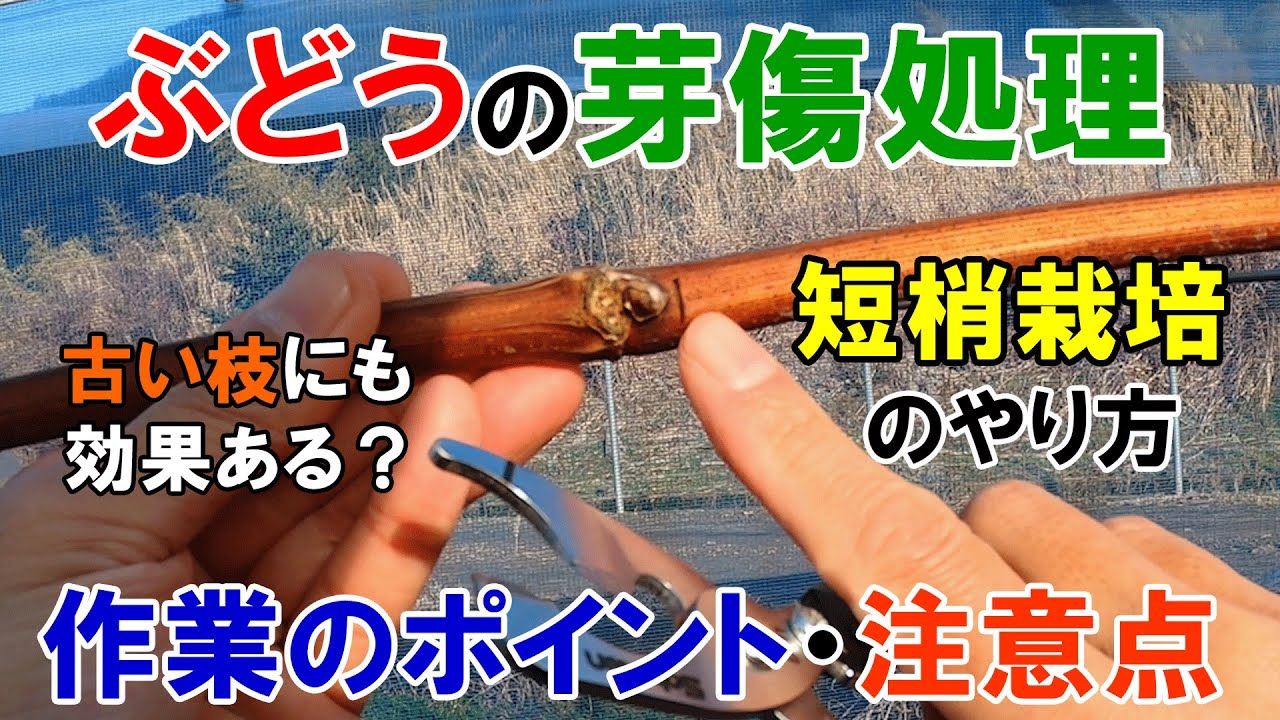 【ぶどうの芽傷処理】短梢栽培のやり方 「なぜ発芽率が上がるのか？」作業のポイントと注意点を解説