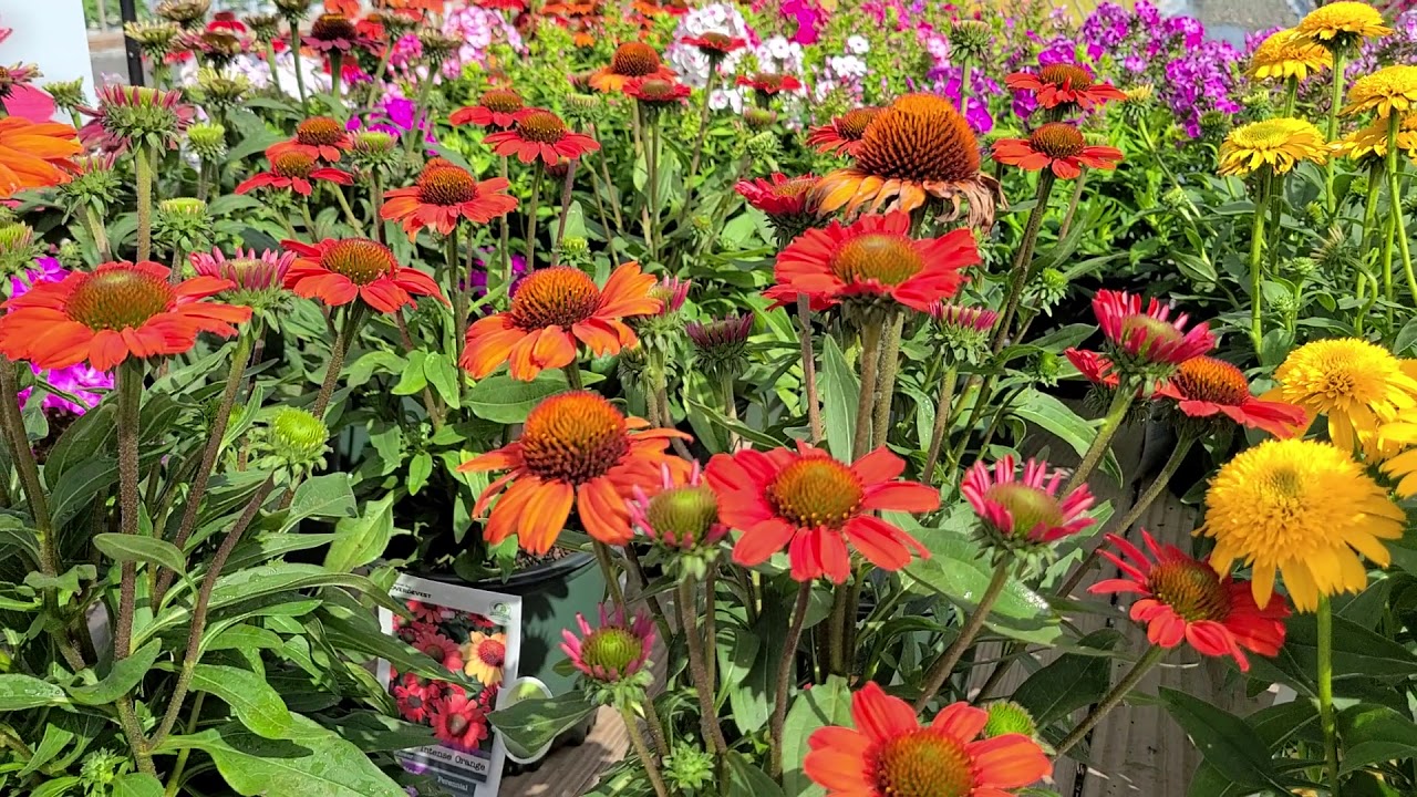 Echinacea Kismet® Intense Orange (Coneflower) // Superb DAZZLING Orange
